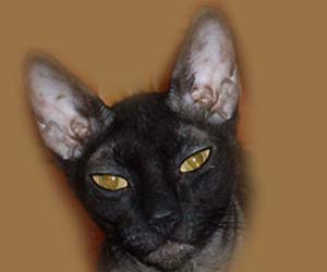 корниш