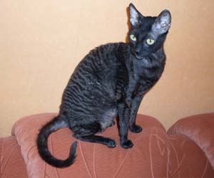 корниш