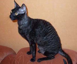 корниш