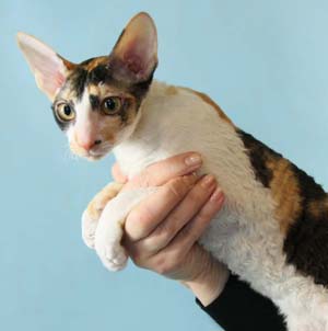 корниш