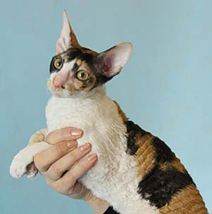корниш