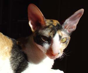 корниш