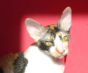 корниш