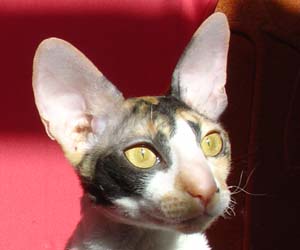 корниш
