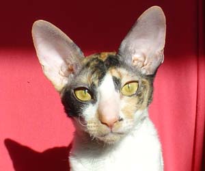 корниш