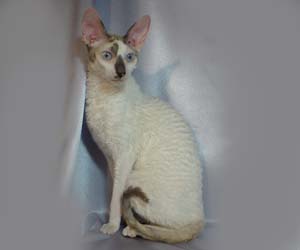корниш