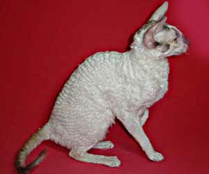 корниш