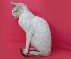 корниш