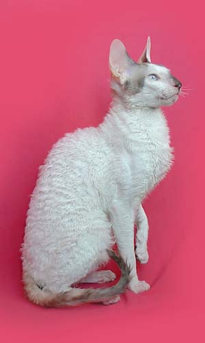 корниш