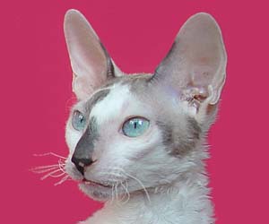 корниш