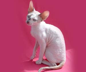 корниш