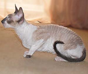 корниш