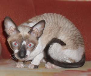 корниш