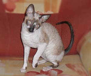 корниш