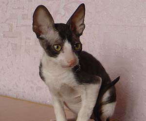 корниш