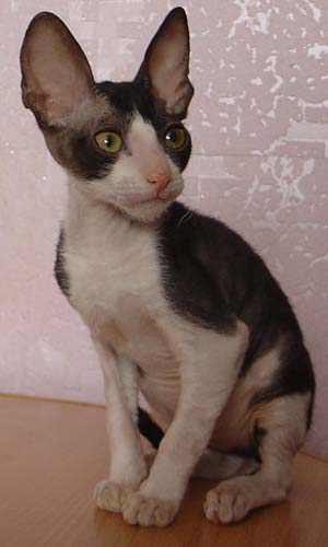 корниш