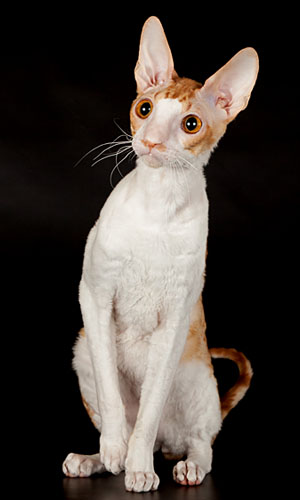 корниш