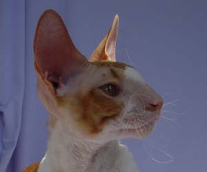 корниш