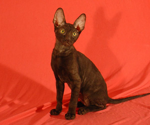 корниш