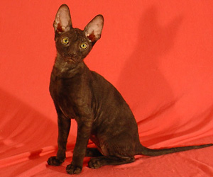 корниш