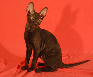 корниш