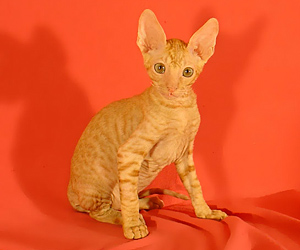 корниш
