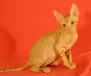 корниш