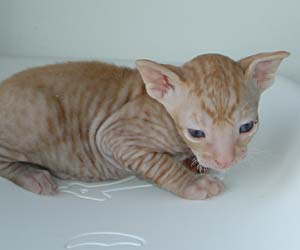 корниш
