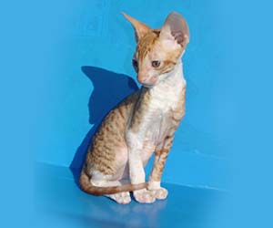 корниш