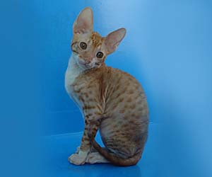 корниш