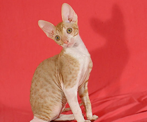 корниш
