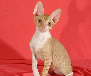 корниш