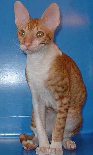 корниш