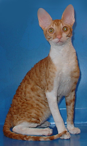 корниш