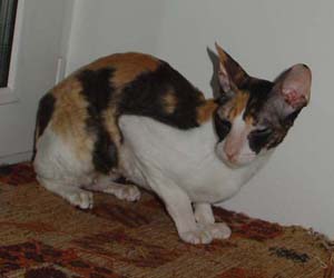корниш