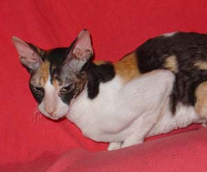 корниш