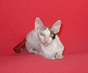 корниш
