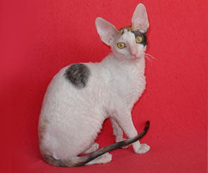корниш