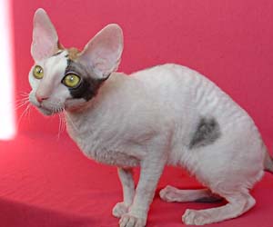 корниш