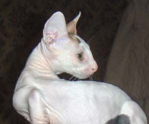 корниш