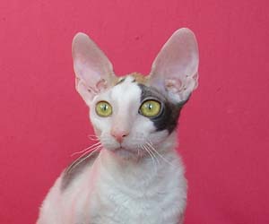 корниш