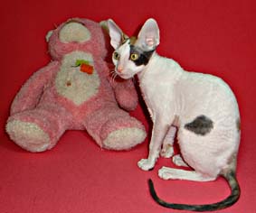 корниш
